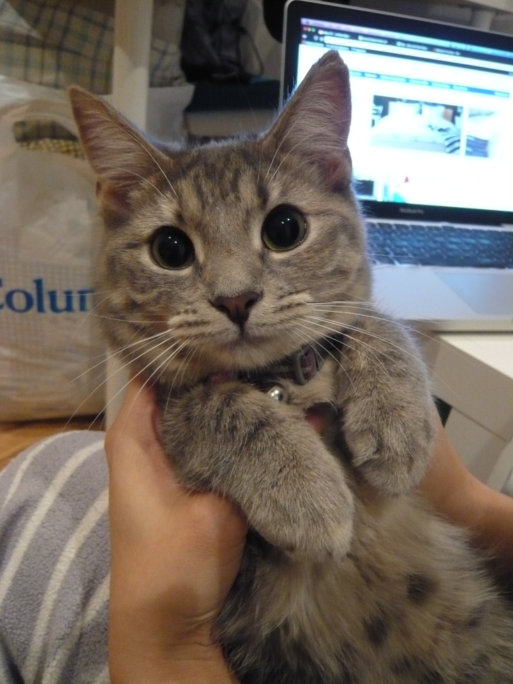 Mogu, my cat, three years ago when she was still a kitten